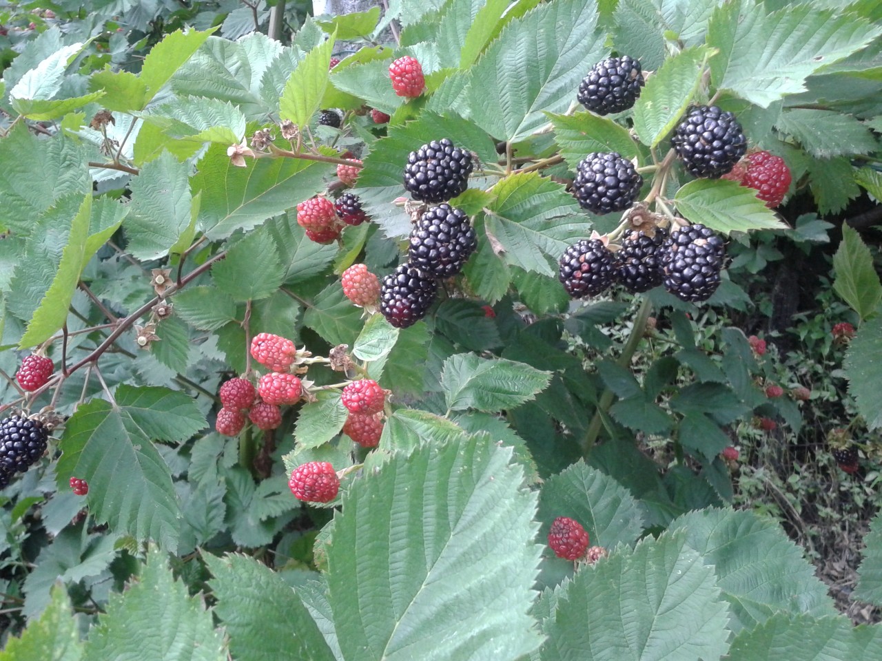 blackberries2